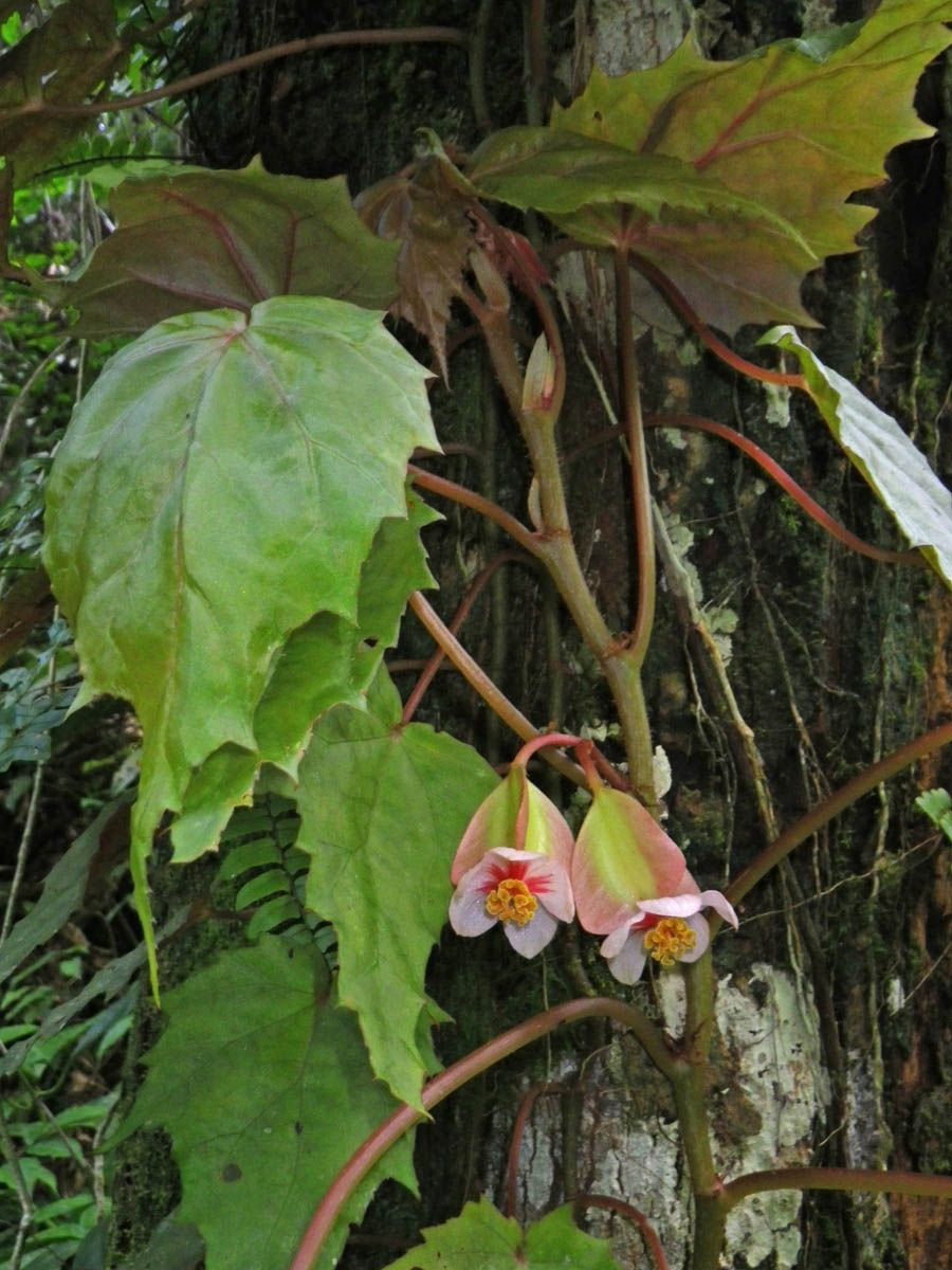 B. megacarpa